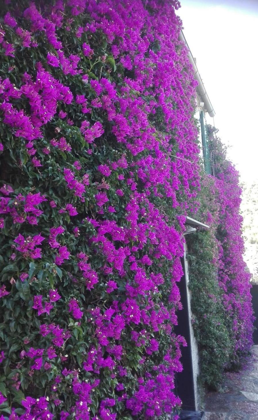 La Bouganvilla Porto Venere Bagian luar foto